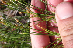 Trichophorum cespitosum