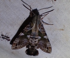 Macroglossum errans
