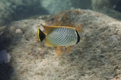 Chaetodon trifascialis
