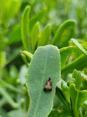 Nemophora