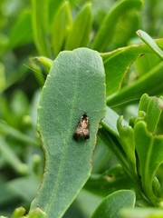 Nemophora