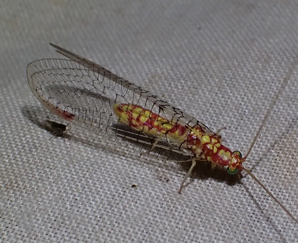 Italochrysa banksi
