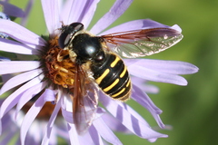 Sericomyia chalcopyga
