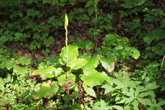 Cardiocrinum cordatum