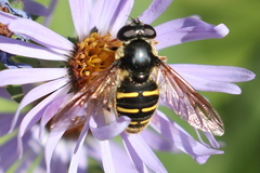 Sericomyia chalcopyga