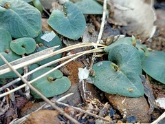 Corybas