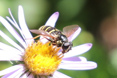 Sericomyia chalcopyga