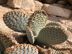 Opuntia basilaris basilaris