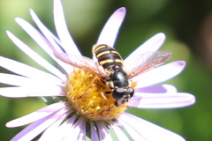 Sericomyia chalcopyga