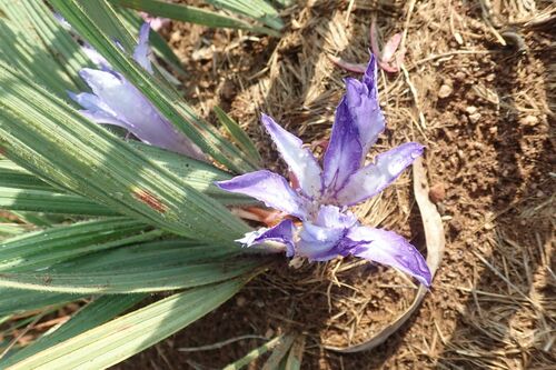 Image of Babiana bainesii by no rights reserved