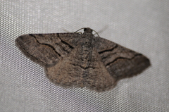 Digrammia