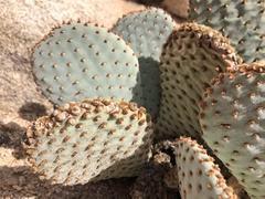 Opuntia basilaris basilaris