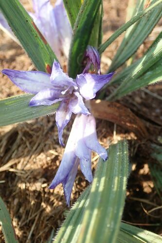 Image of Babiana bainesii by no rights reserved