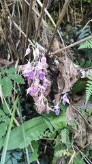 Calanthe puberula reflexa