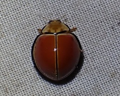 Docimocaria princeps