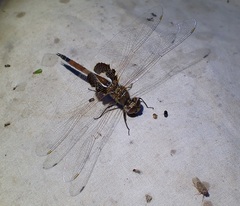 Tramea loewii