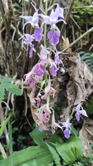 Calanthe puberula reflexa