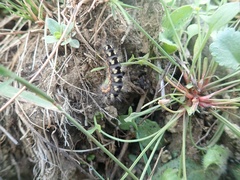 Acronicta euphorbiae