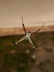 Argiope