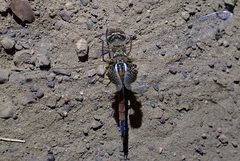 Tramea loewii