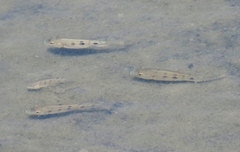 Oreochromis