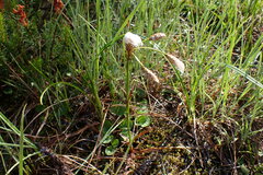 Eriophorum angustifolium