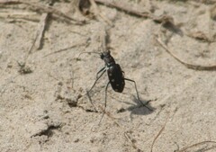 Cicindela ocellata
