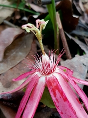 Passiflora quadriglandulosa