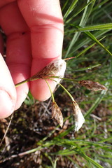 Eriophorum angustifolium