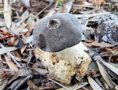Geastrum tenuipes