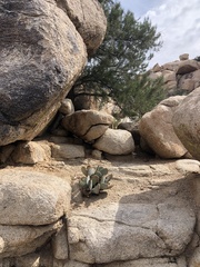 Opuntia basilaris basilaris