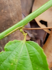 Passiflora quadriglandulosa