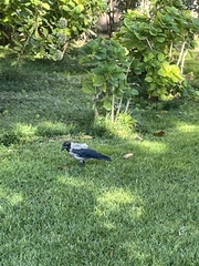Corvus cornix