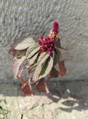 Amaranthus cruentus