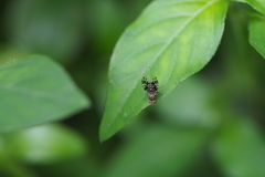 Homoneura euaresta