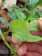 Passiflora quadriglandulosa