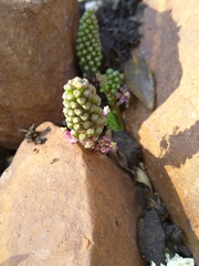 Ledebouria revoluta