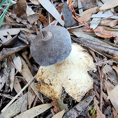 Geastrum tenuipes
