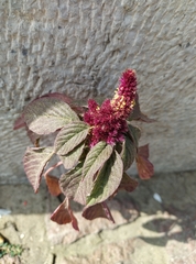 Amaranthus cruentus
