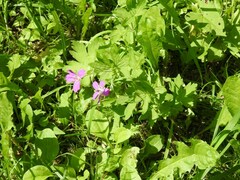 Geranium palustre