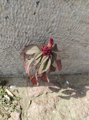 Amaranthus cruentus