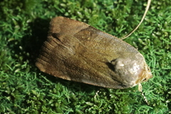 Noctua janthina