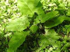 Arctium lappa