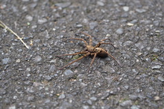 Heteropodinae
