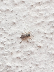 Menemerus