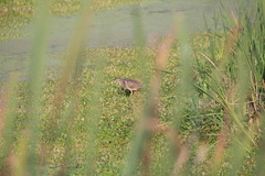 Botaurus lentiginosus