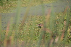 Botaurus lentiginosus