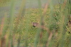 Botaurus lentiginosus