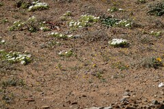 Drosanthemum framesii