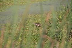 Botaurus lentiginosus